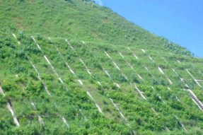 生態(tài)護坡技術(shù)的應用案例