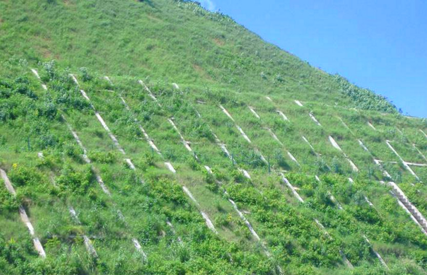 生態(tài)護坡技術(shù)的應用案例